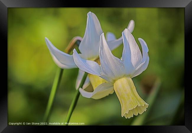 Daffodil delight  Framed Print by Ian Stone