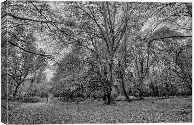 A walk in The New Forest (mono) Canvas Print by Derek Daniel