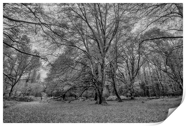 A walk in The New Forest (mono) Print by Derek Daniel