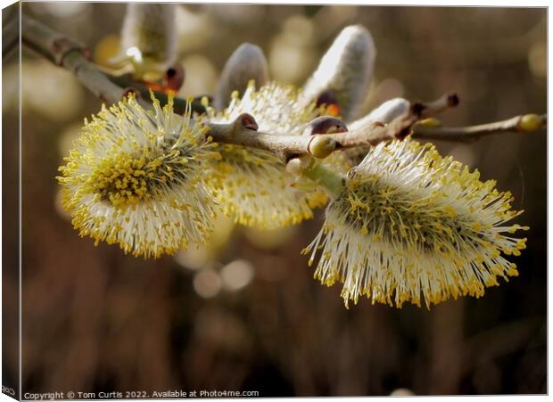 Pussy Willow in Spring Canvas Print by Tom Curtis