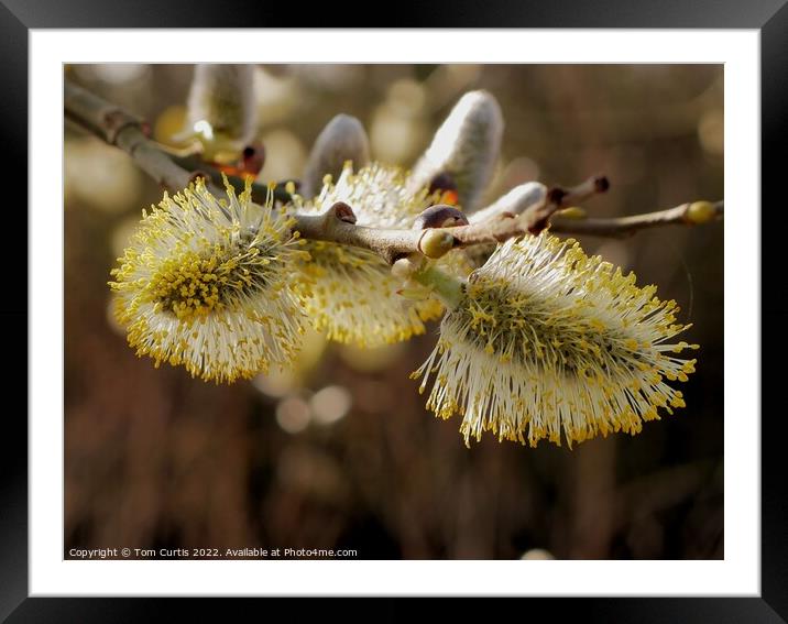 Pussy Willow in Spring Framed Mounted Print by Tom Curtis