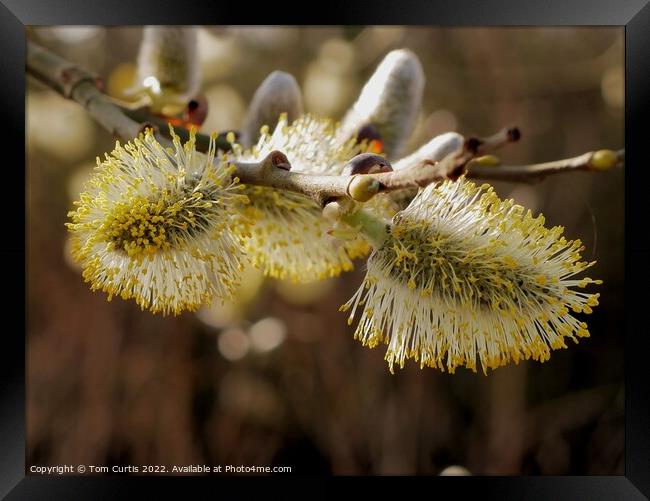 Pussy Willow in Spring Framed Print by Tom Curtis