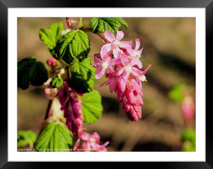Flowering Currant Framed Mounted Print by Tom Curtis