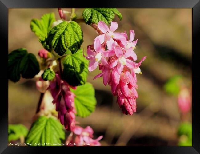 Flowering Currant Framed Print by Tom Curtis