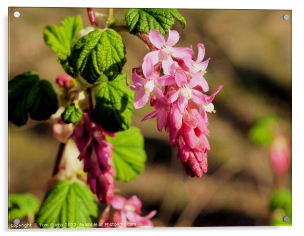 Flowering Currant Acrylic by Tom Curtis