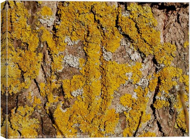 Lichens on Tree Canvas Print by Tom Curtis