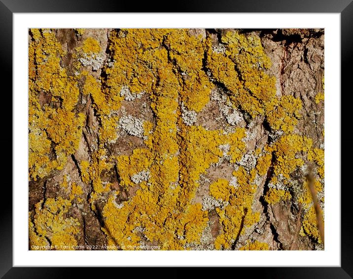 Lichens on Tree Framed Mounted Print by Tom Curtis