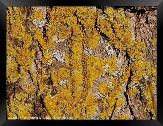 Lichens on Tree Framed Print by Tom Curtis