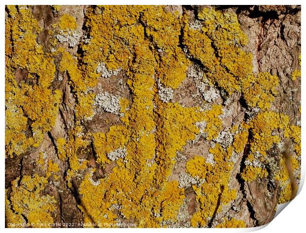 Lichens on Tree Print by Tom Curtis