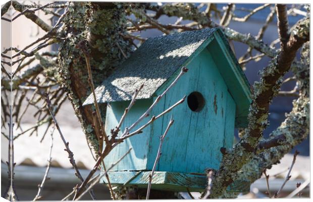 Green birdhouse in a tree Canvas Print by aurélie le moigne