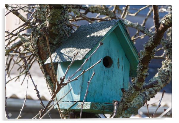 Green birdhouse in a tree Acrylic by aurélie le moigne