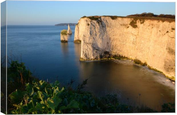 Morning at Old Harry Rocks Canvas Print by David Neighbour