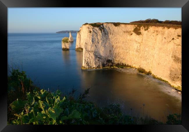 Morning at Old Harry Rocks Framed Print by David Neighbour