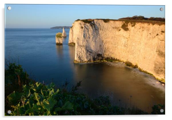Morning at Old Harry Rocks Acrylic by David Neighbour