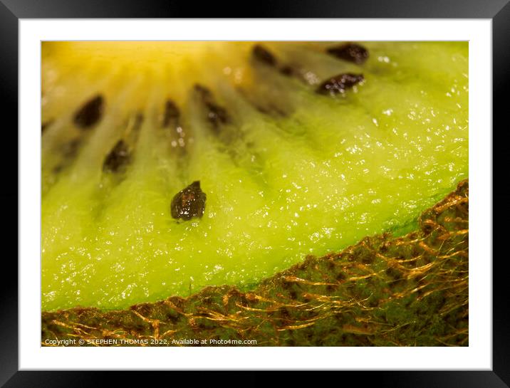 At The Edge of a Kiwi Framed Mounted Print by STEPHEN THOMAS