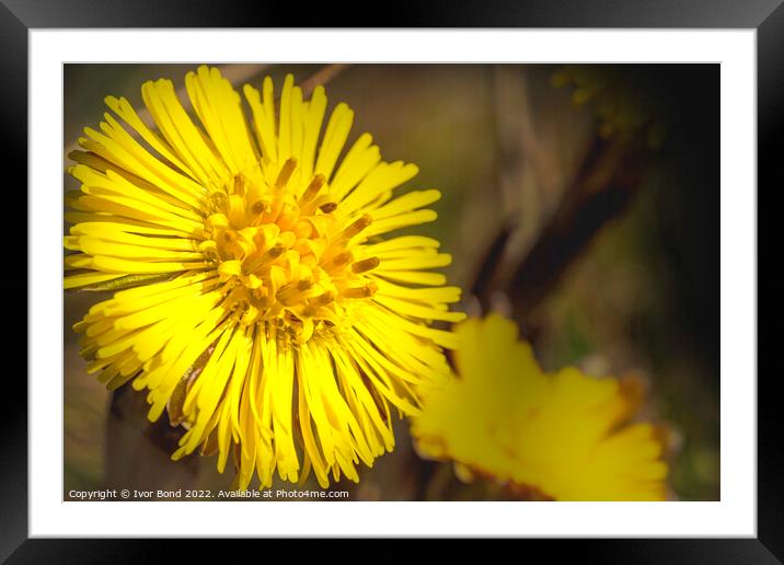 Dandelion Framed Mounted Print by Ivor Bond