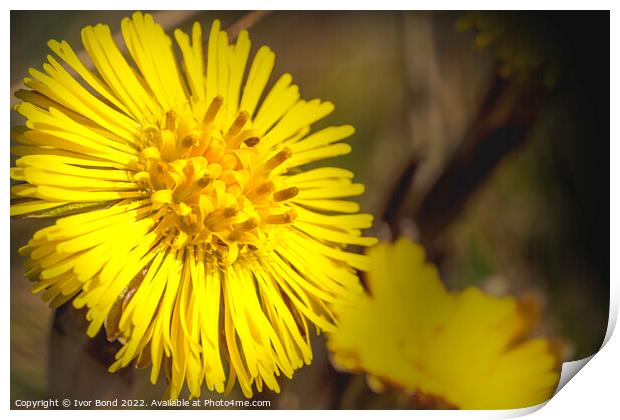 Dandelion Print by Ivor Bond