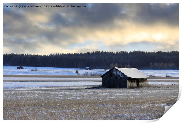 Wooden Barn Under Moody Sky in Winter  Print by Taina Sohlman