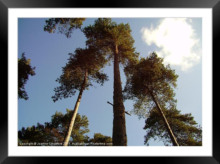 Tall trees Framed Mounted Print by Joanne Crockford