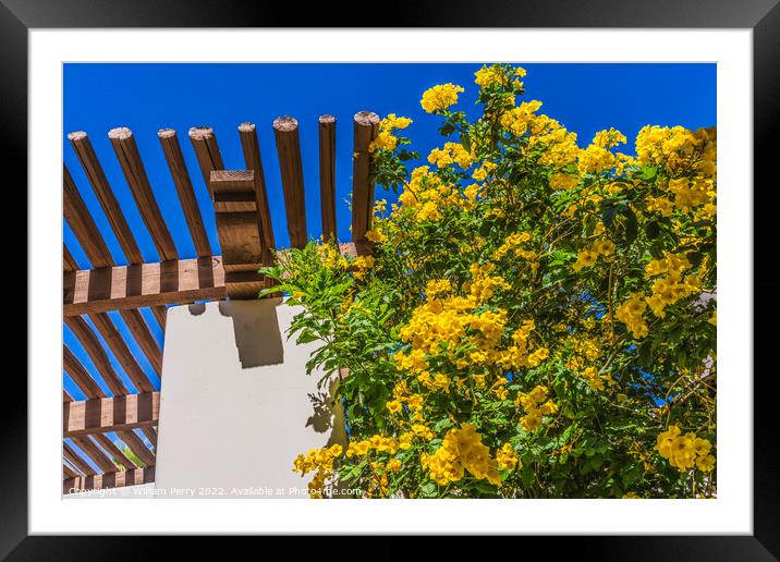 Golden Trumpet Tree White Adobe Wall Tucson Arizona Framed Mounted Print by William Perry