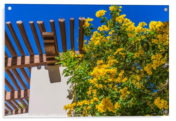 Golden Trumpet Tree White Adobe Wall Tucson Arizona Acrylic by William Perry