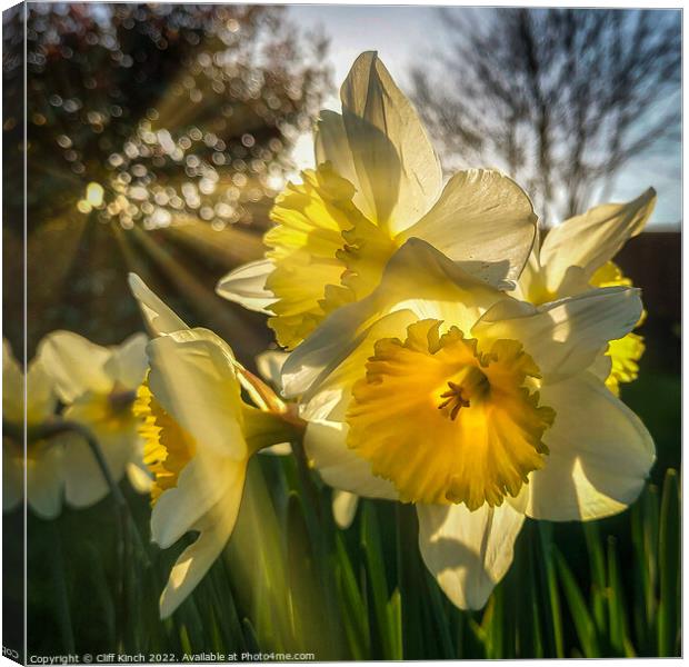 Daffodils in the sun Canvas Print by Cliff Kinch
