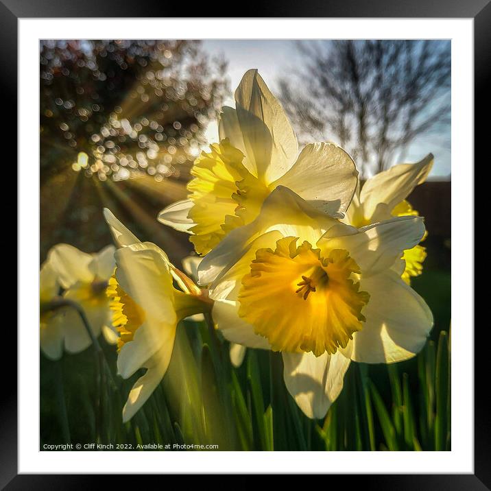 Daffodils in the sun Framed Mounted Print by Cliff Kinch