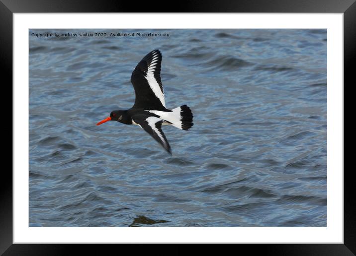 A bird flying over a body of water Framed Mounted Print by andrew saxton