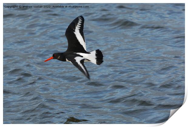 A bird flying over a body of water Print by andrew saxton