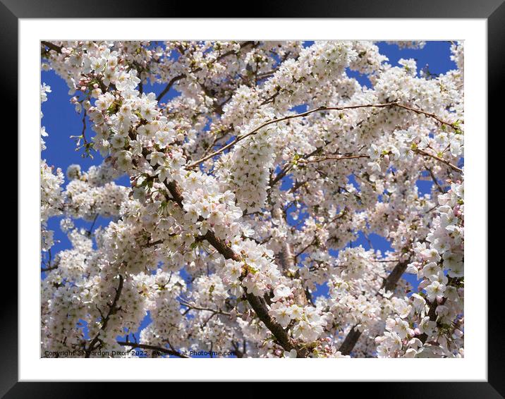 Beautiful cherry tree in full bloom  Somerset Framed Mounted Print by Gordon Dixon