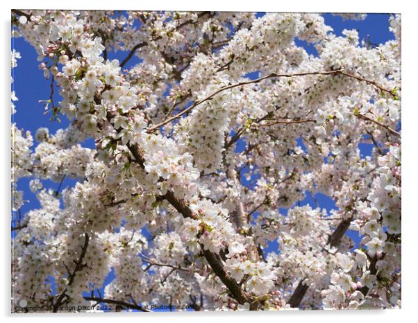 Beautiful cherry tree in full bloom  Somerset Acrylic by Gordon Dixon