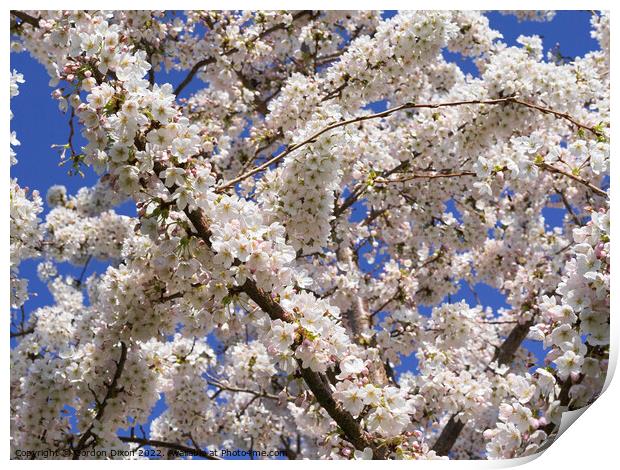 Beautiful cherry tree in full bloom  Somerset Print by Gordon Dixon