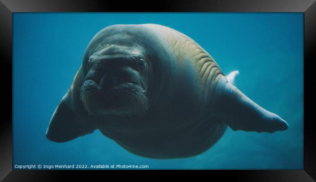 Big Elvis the walrus Framed Print by Ingo Menhard