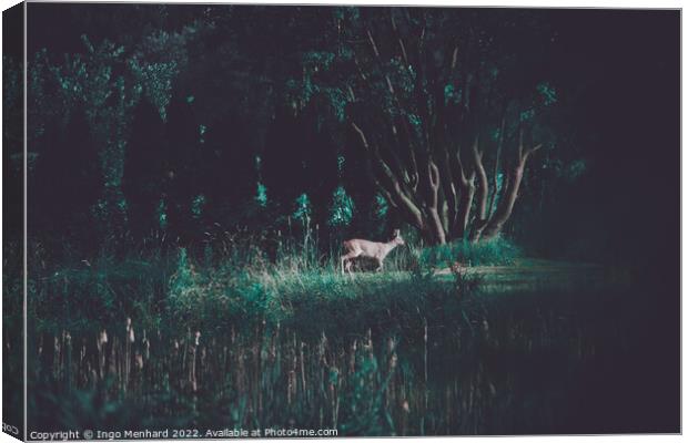 Young red deer in the wilderness Canvas Print by Ingo Menhard