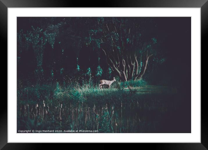 Young red deer in the wilderness Framed Mounted Print by Ingo Menhard