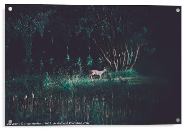 Young red deer in the wilderness Acrylic by Ingo Menhard