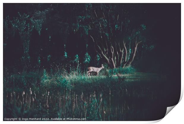 Young red deer in the wilderness Print by Ingo Menhard