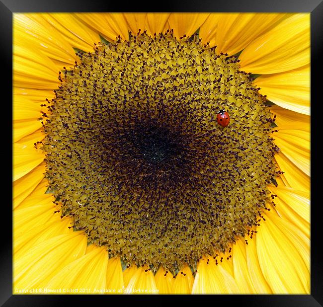 Sunflower and friend Framed Print by Howard Corlett