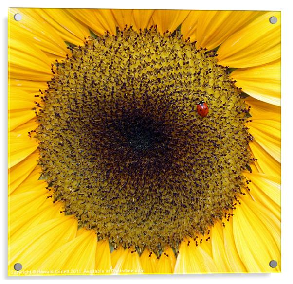 Sunflower and friend Acrylic by Howard Corlett
