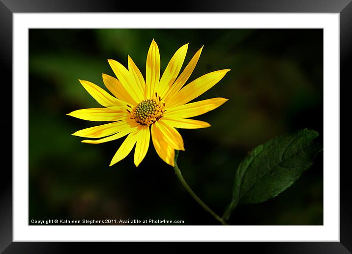 Wild Daisy Framed Mounted Print by Kathleen Stephens