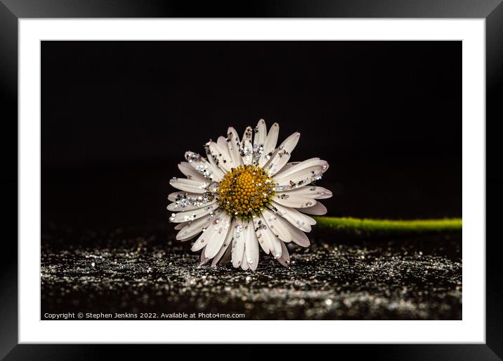 Glittery Daisy flower Framed Mounted Print by Stephen Jenkins