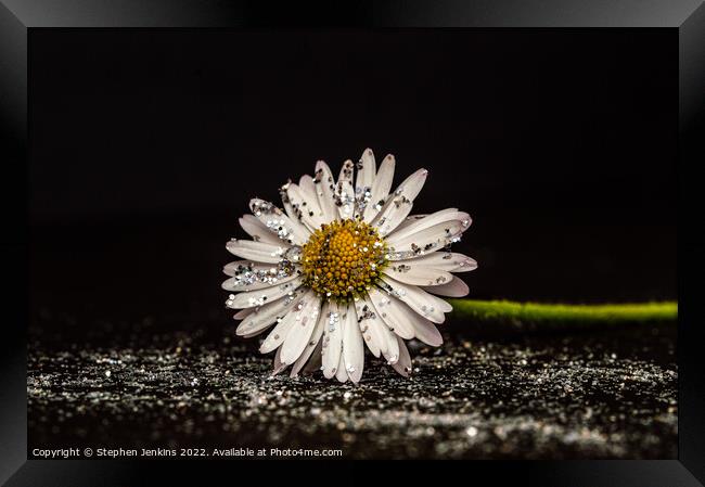 Glittery Daisy flower Framed Print by Stephen Jenkins