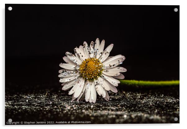 Glittery Daisy flower Acrylic by Stephen Jenkins