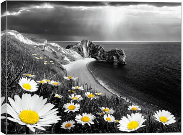 Durdle Daisies Selectively Coloured Canvas Print by David Neighbour