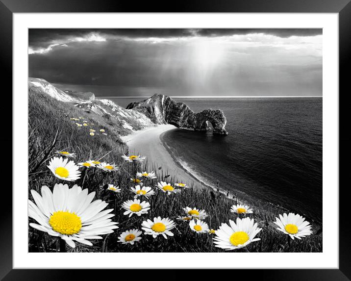 Durdle Daisies Selectively Coloured Framed Mounted Print by David Neighbour