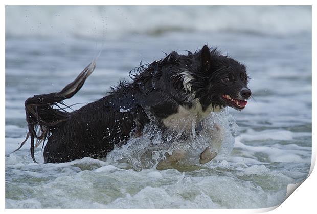 Border Collie in the water Print by Thomas Schaeffer