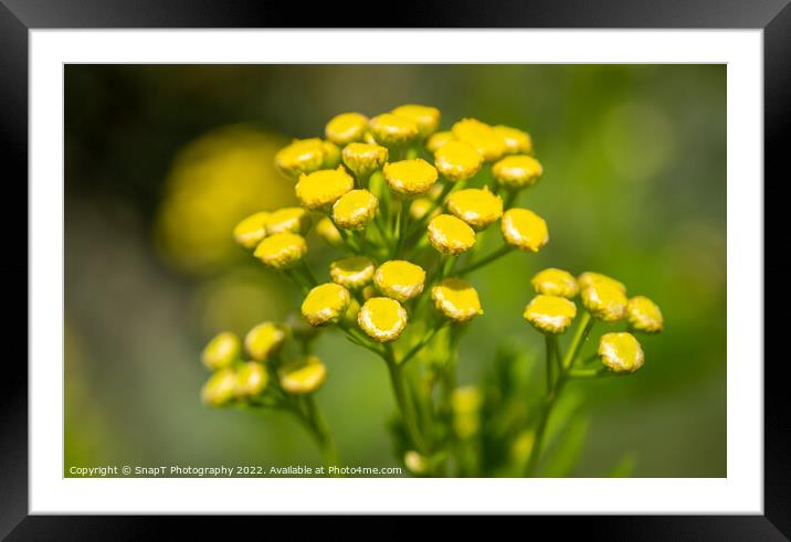 Close up of a cluster of small yellow flowers on a common wild flower Framed Mounted Print by SnapT Photography