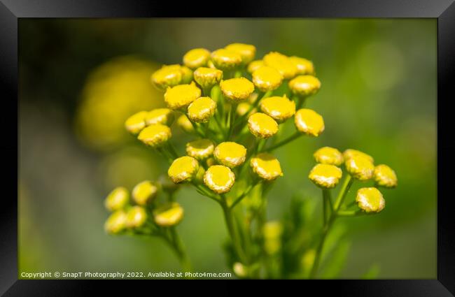 Close up of a cluster of small yellow flowers on a common wild flower Framed Print by SnapT Photography