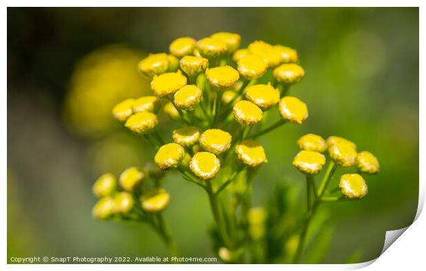 Close up of a cluster of small yellow flowers on a common wild flower Print by SnapT Photography
