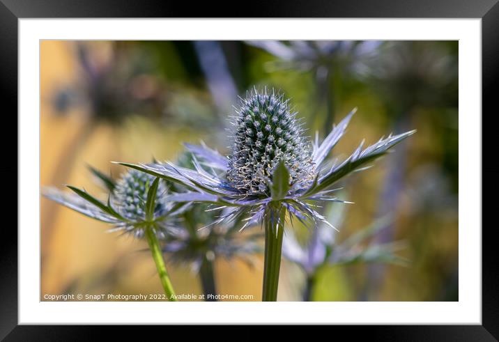 Close up of a Sea Holly plant Framed Mounted Print by SnapT Photography
